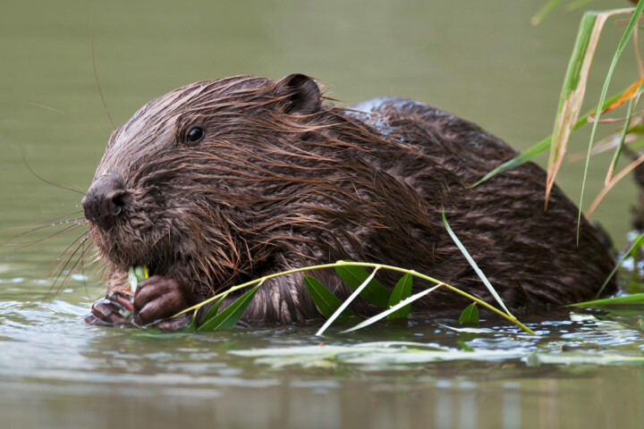 bsb news vse laupen amphibien biber 11