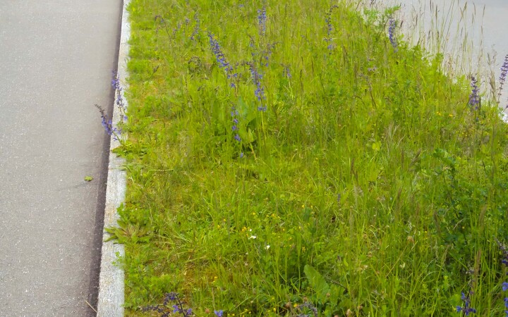 bsb gruenflaechenkonzept biberist 07