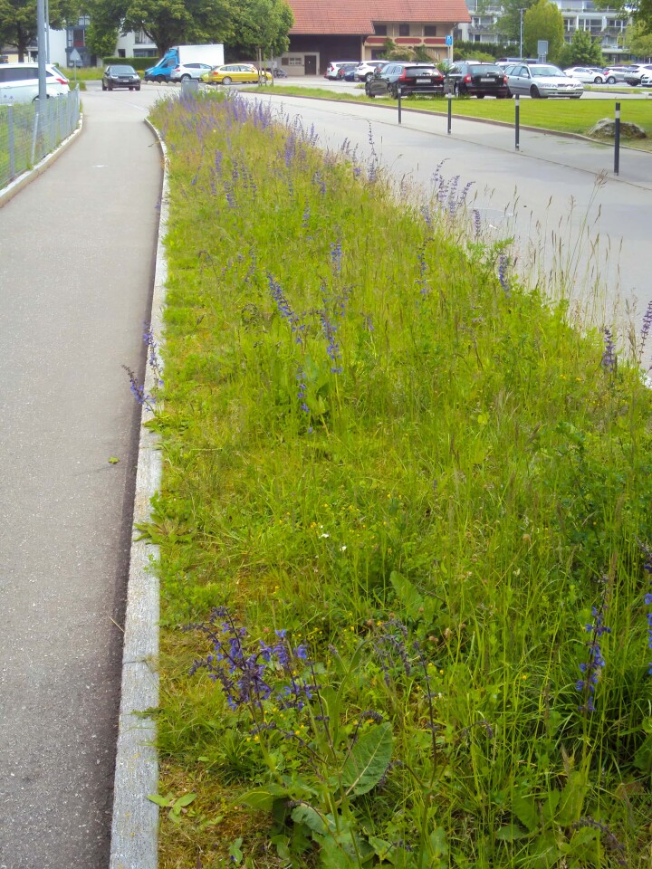 bsb gruenflaechenkonzept biberist 07