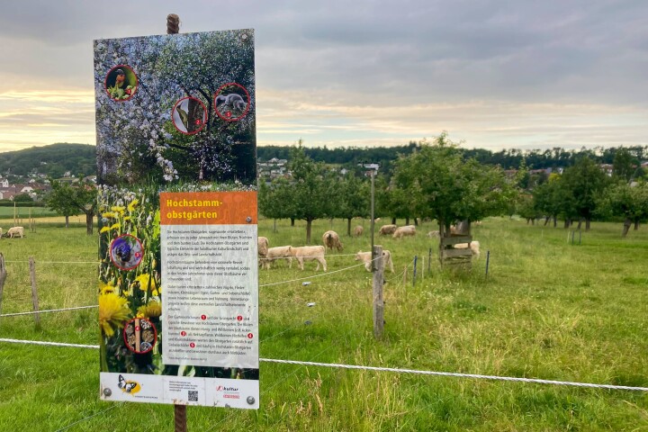 bsb vernetzungsprojekt leimental 07