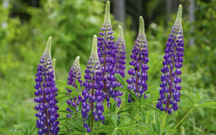 bsb neophyten kurse solothurn 01