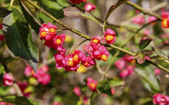 bsb neophyten kurse solothurn 02