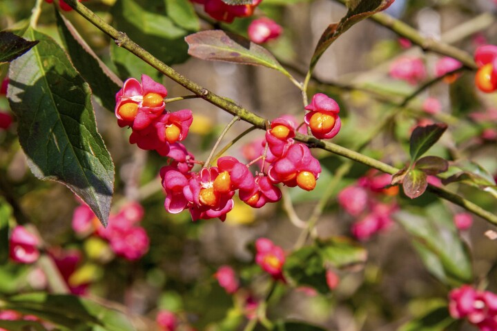 bsb neophyten kurse solothurn 02