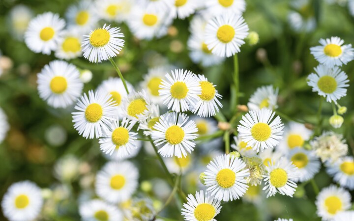 bsb neophyten kurse solothurn 03