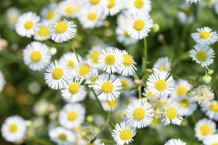 bsb neophyten kurse solothurn 03