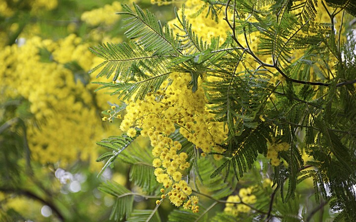 bsb neophyten kurse solothurn 04