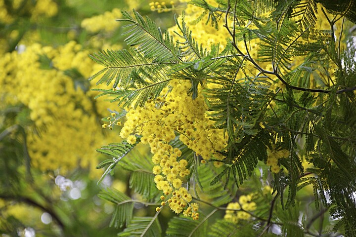 bsb neophyten kurse solothurn 04