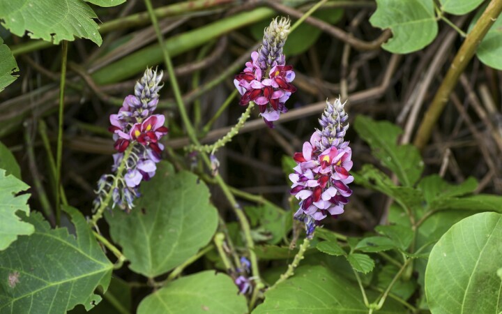 bsb neophyten kurse solothurn 05