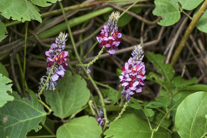bsb neophyten kurse solothurn 05