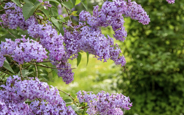 bsb neophyten kurse solothurn 06