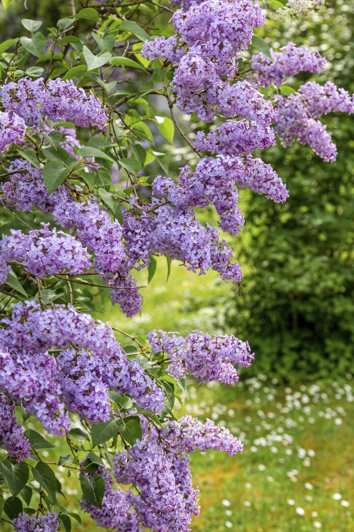 bsb neophyten kurse solothurn 06