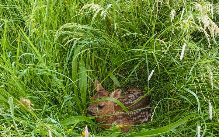 bsb rehkitzrettung solothurn 04