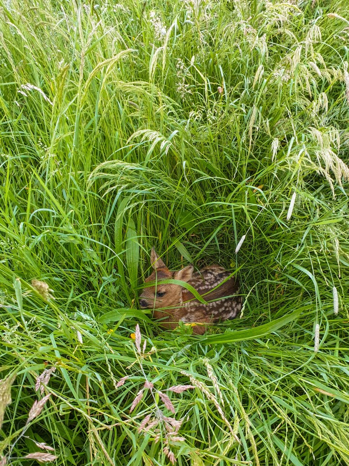 bsb rehkitzrettung solothurn 04