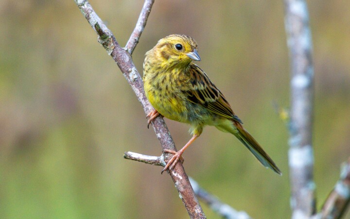 bsb vernetzungsprojekte solothurn 02