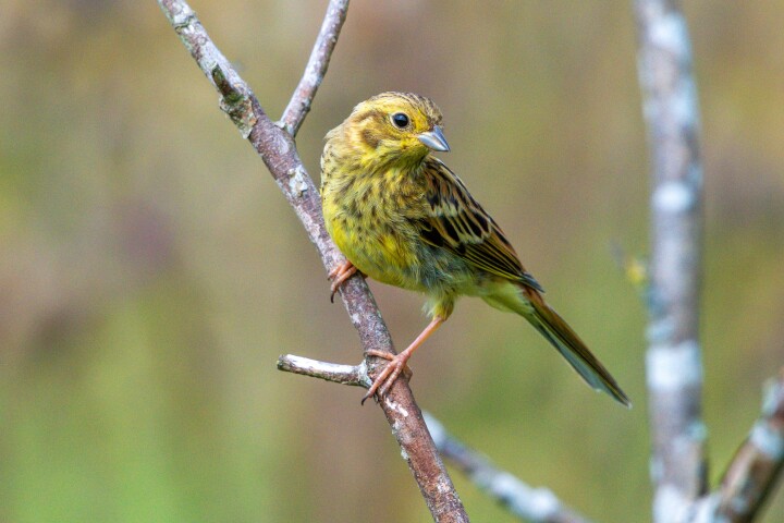 bsb vernetzungsprojekte solothurn 02