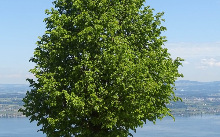 bsb vernetzungsprojekte solothurn 03