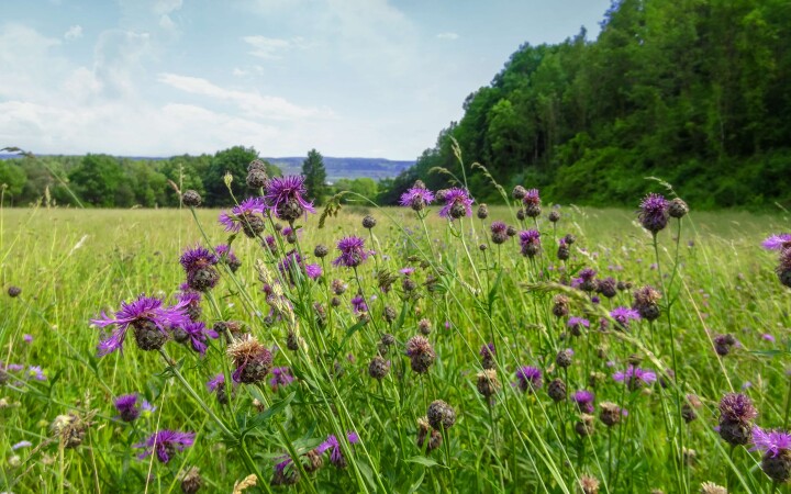 bsb vernetzungsprojekte solothurn 04