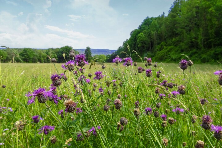 bsb vernetzungsprojekte solothurn 04