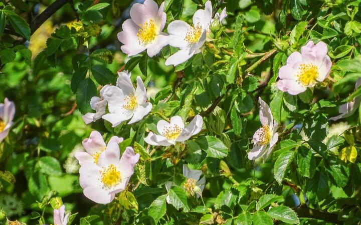 bsb vernetzungsprojekte solothurn 05