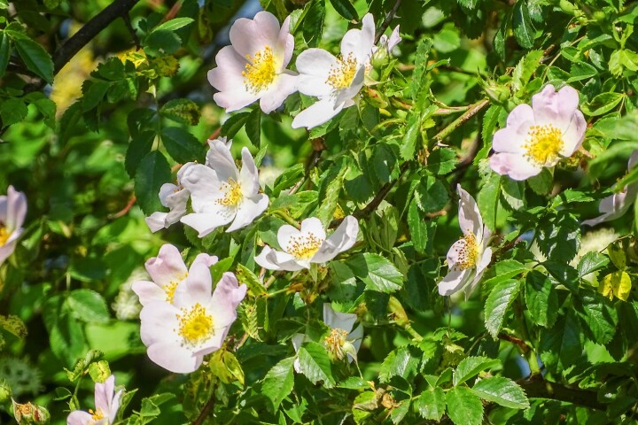 bsb vernetzungsprojekte solothurn 05