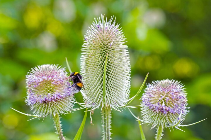 bsb vernetzungsprojekte solothurn 06