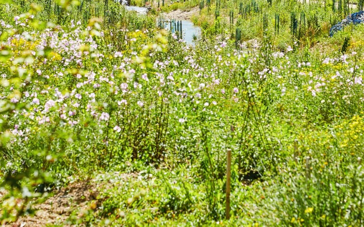 bsb revialisierung oberholzbach utzenstorf 06
